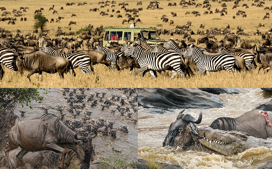 Wildlife and Conservation