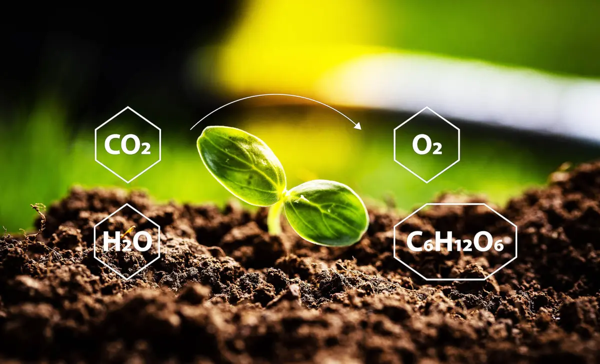 Carbon Soil Release affecting Climate Change