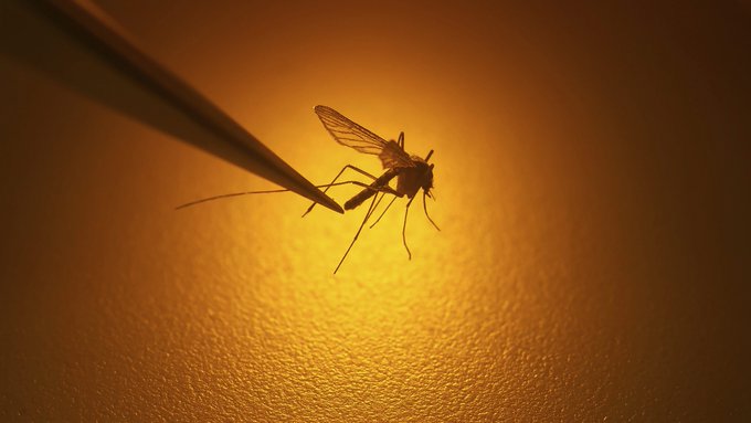 mosquito