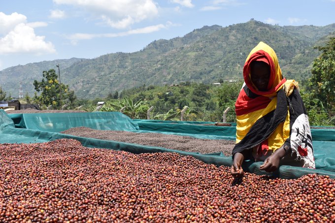 coffee farmer