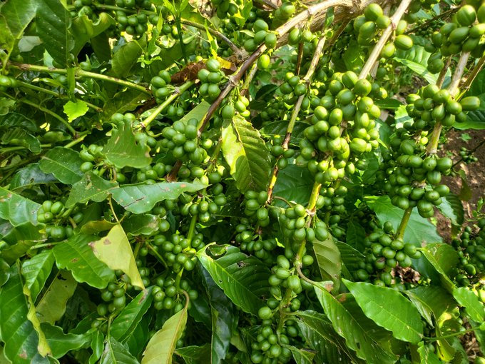 coffee